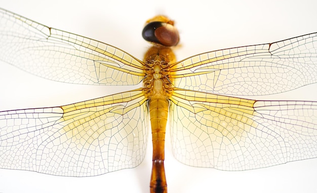 Dragonfly Aeshna affinis  on a white background