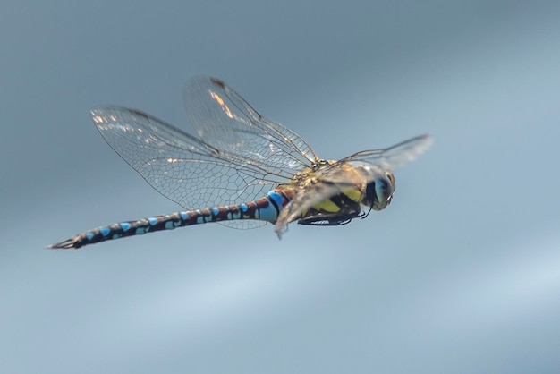 Dragonfly against a blue sky