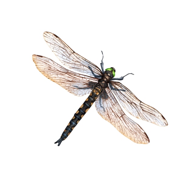 Dragonfly aquarel illustracion geïsoleerd op een witte achtergrond