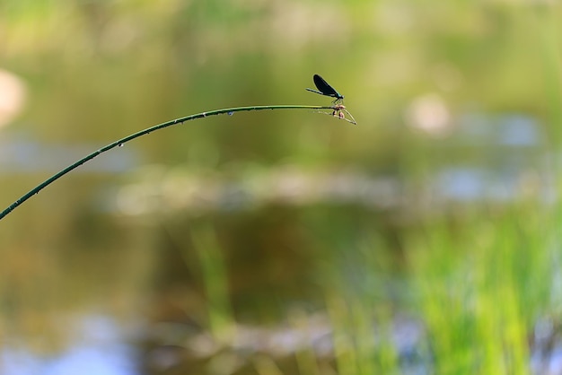 dragonfly arrow blue by the water