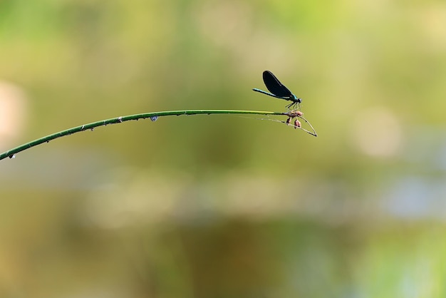 dragonfly arrow blue by the water