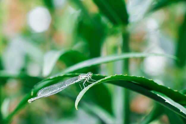 Dragonfly arrow green sitting on a leaf of grass