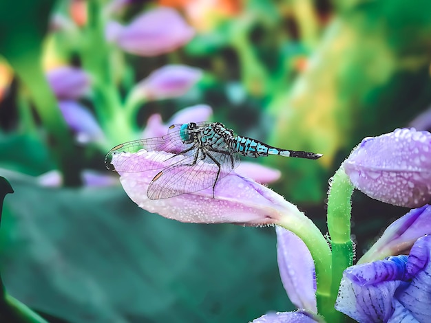 Photo dragonfly background