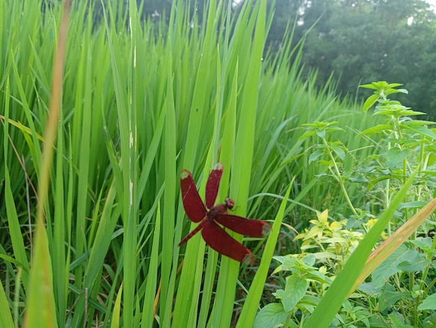 A dragonfly on a blade of grass