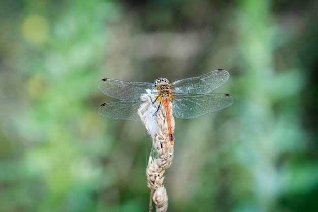 Dragonfly on a blade of grass