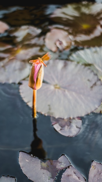 Foto libellula sullo sfondo della natura offuscata