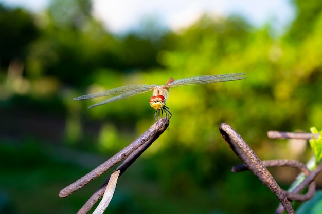 dragonfly on, a branch of a green leaf.