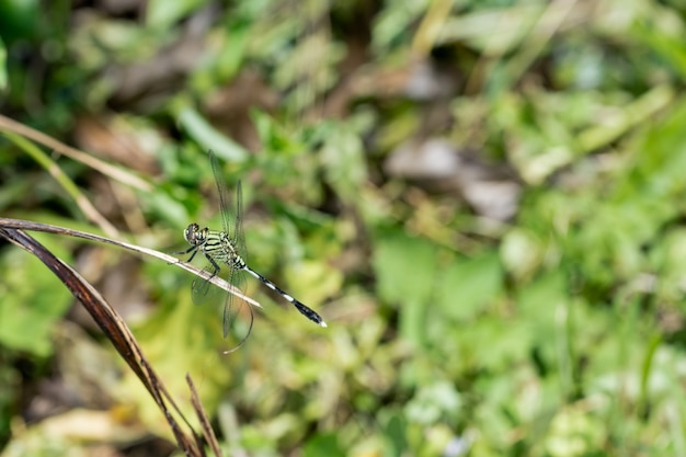 Libellula su un ramo