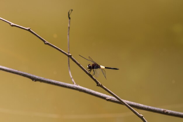 Photo dragonfly on branch