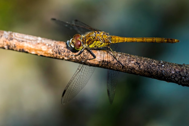 Dragonfly on the branch