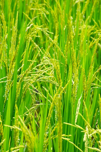 Dragonfly breeding in rice fields