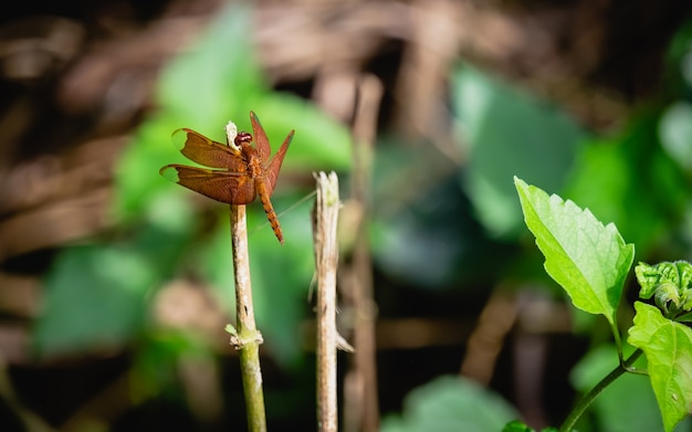 The dragonfly catching on branch tree