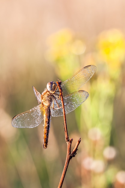 Dragonfly in close up