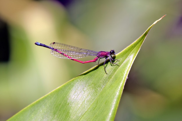 Dragonfly closeup perched on green leaf