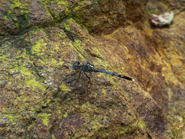 Dragonfly on the dark Aged Shabby Cliff Face And Divided By Huge Cracks And Layers