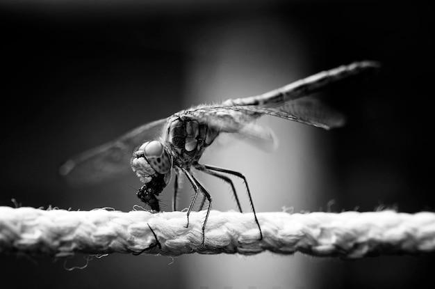 Dragonfly eating a fly