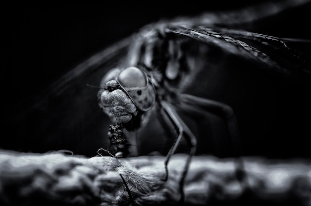 Dragonfly eating a fly