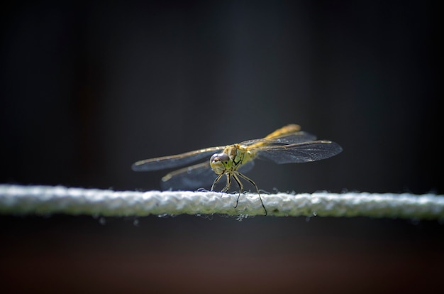 Dragonfly eet een vlieg