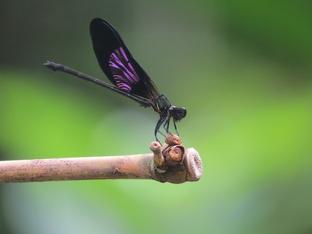 Dragonfly - Euphaea variegata - male