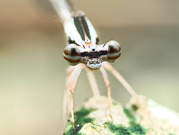 Dragonfly eye needle