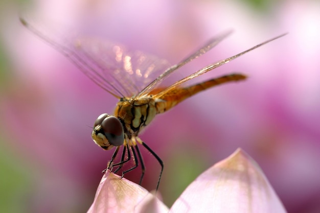 Dragonfly flies and rests on a flower.