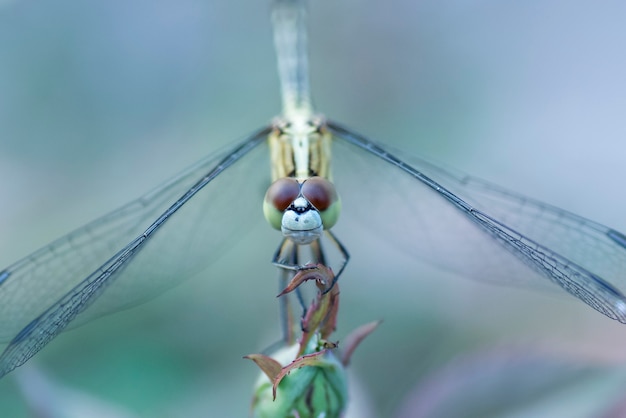 Dragonfly - Front view close up