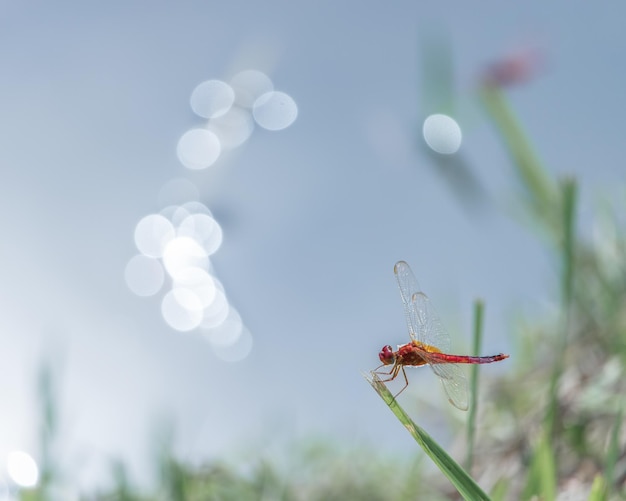 dragonfly on grass against sky