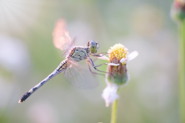 Dragonfly on a grass in the morning and sunlight. Insect. Animal.