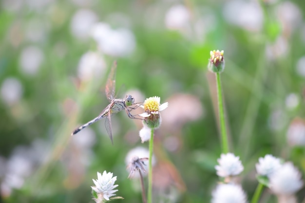 朝の草の上にトンボ