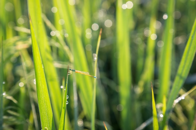 Dragonfly on a green grass with dew on the grass and sunny morning.