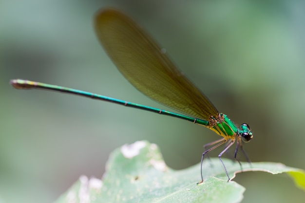 Dragonfly on green  leaf