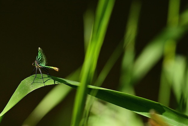 dragonfly on a green leaf