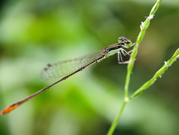 Photo dragonfly on a green leaf