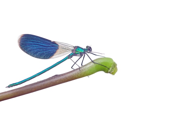 Photo dragonfly on a green stem with a white background