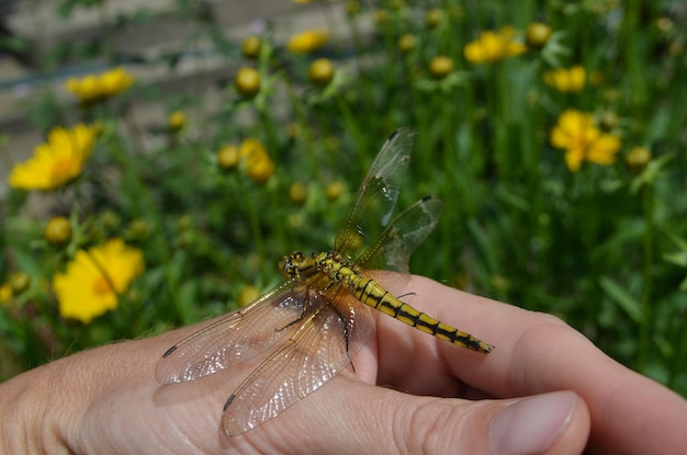 Photo dragonfly on hand