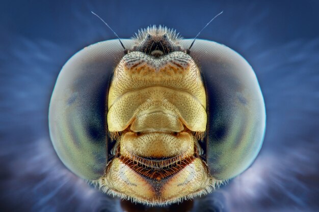 Photo dragonfly head stacking