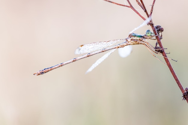 Dragonfly in dichte omhooggaand