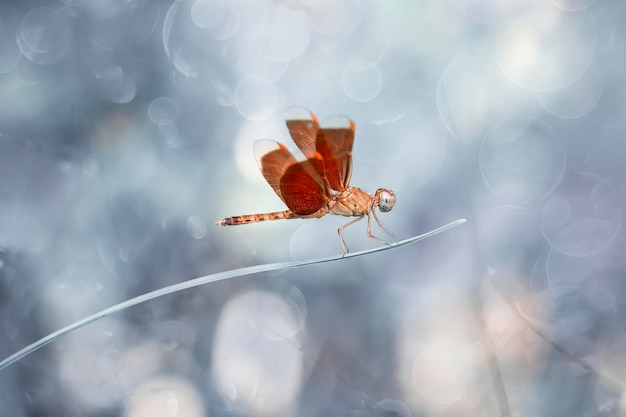 Foto dragonfly in een unieke pc