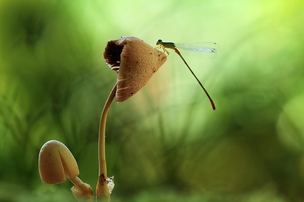 Dragonfly in een unieke pc