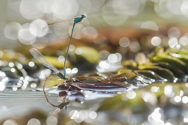 Dragonfly in een unieke pc