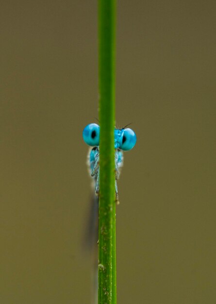 Dragonfly in een unieke pc