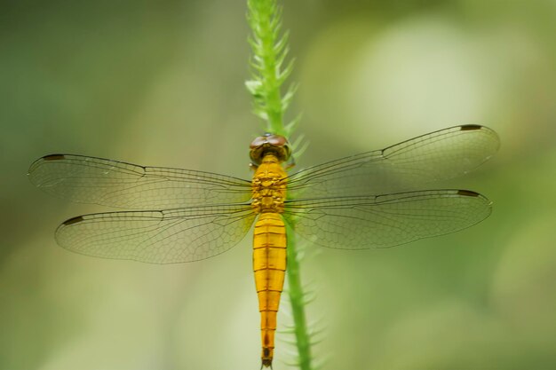 Dragonfly in een unieke pc