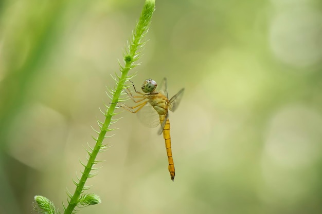 Dragonfly in een unieke pc