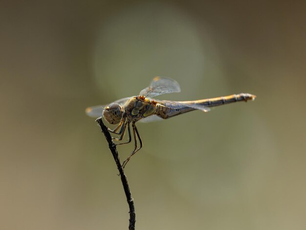 Dragonfly in hun natuurlijke omgeving.