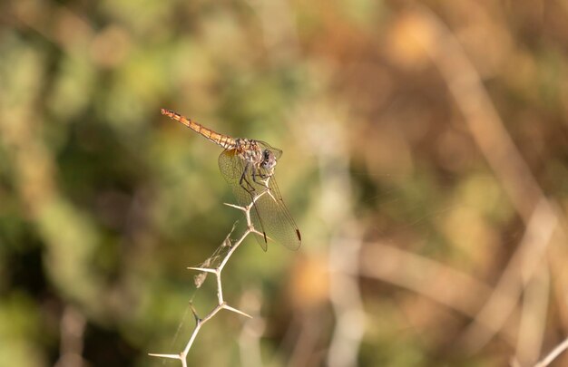 The dragonfly inn looking for food