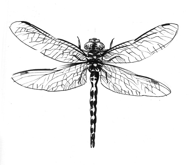 Photo dragonfly insect. ink black and white drawing