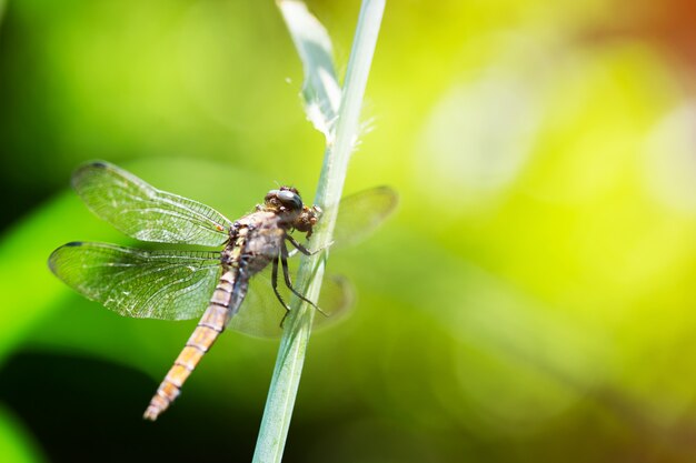 Dragonfly is gevangen op een tak.