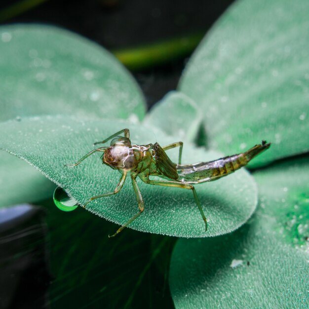 Dragonfly is moulting