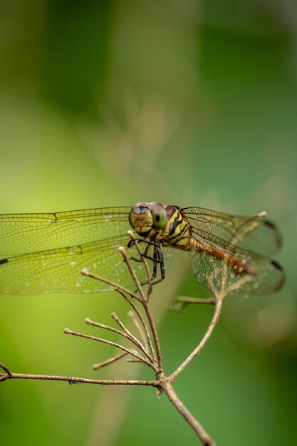 The dragonfly is standing on a beautiful tree branch