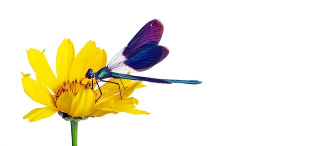 A dragonfly is on a yellow flower